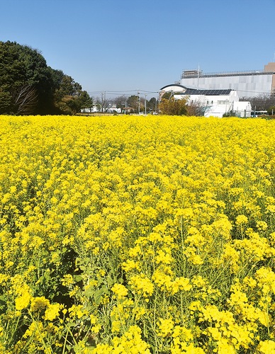 綾瀬地区交番と市庁舎の南側に広がる