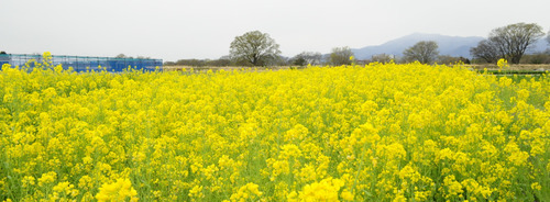 河川敷を彩る菜の花（３月31日撮影）