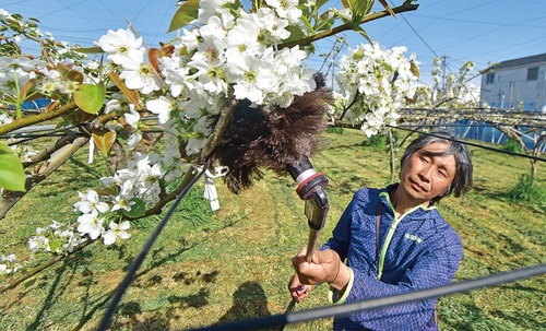 交配機でなでるように花粉をつける二見さん（４月14日撮影）