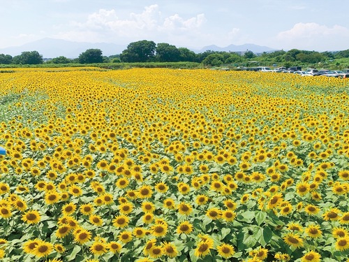 以前の開催時の様子（座間市提供）
