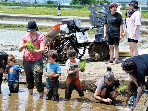 泥だらけになりながら、田植えを体験した