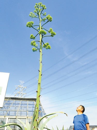 リュウゼツランを見上げる清水さん