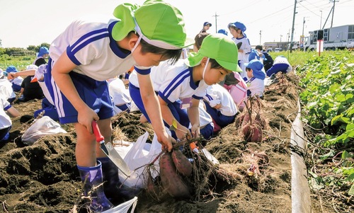 夢中でサツマイモを掘る園児たち
