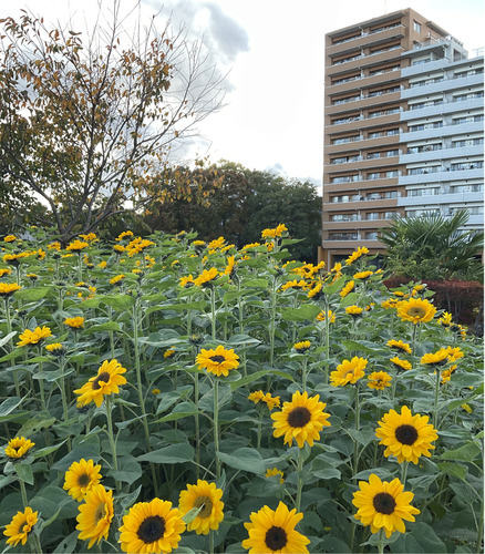11種類のヒマワリが植わる＝11月10日撮影