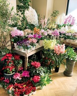 年末贈答用の花 充実