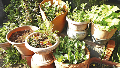 ぐうたらガーデニング