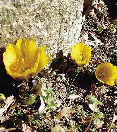 海老名の生き物がかり⑰