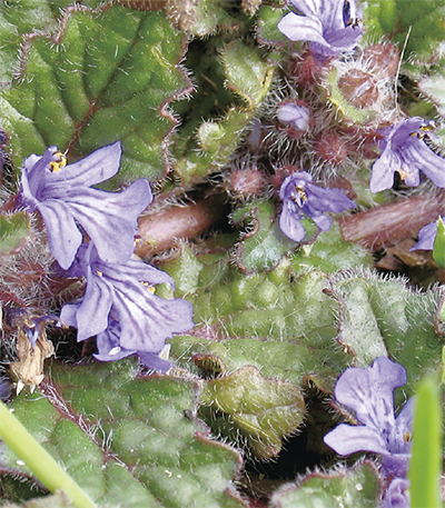 海老名の生き物がかりまる⑲