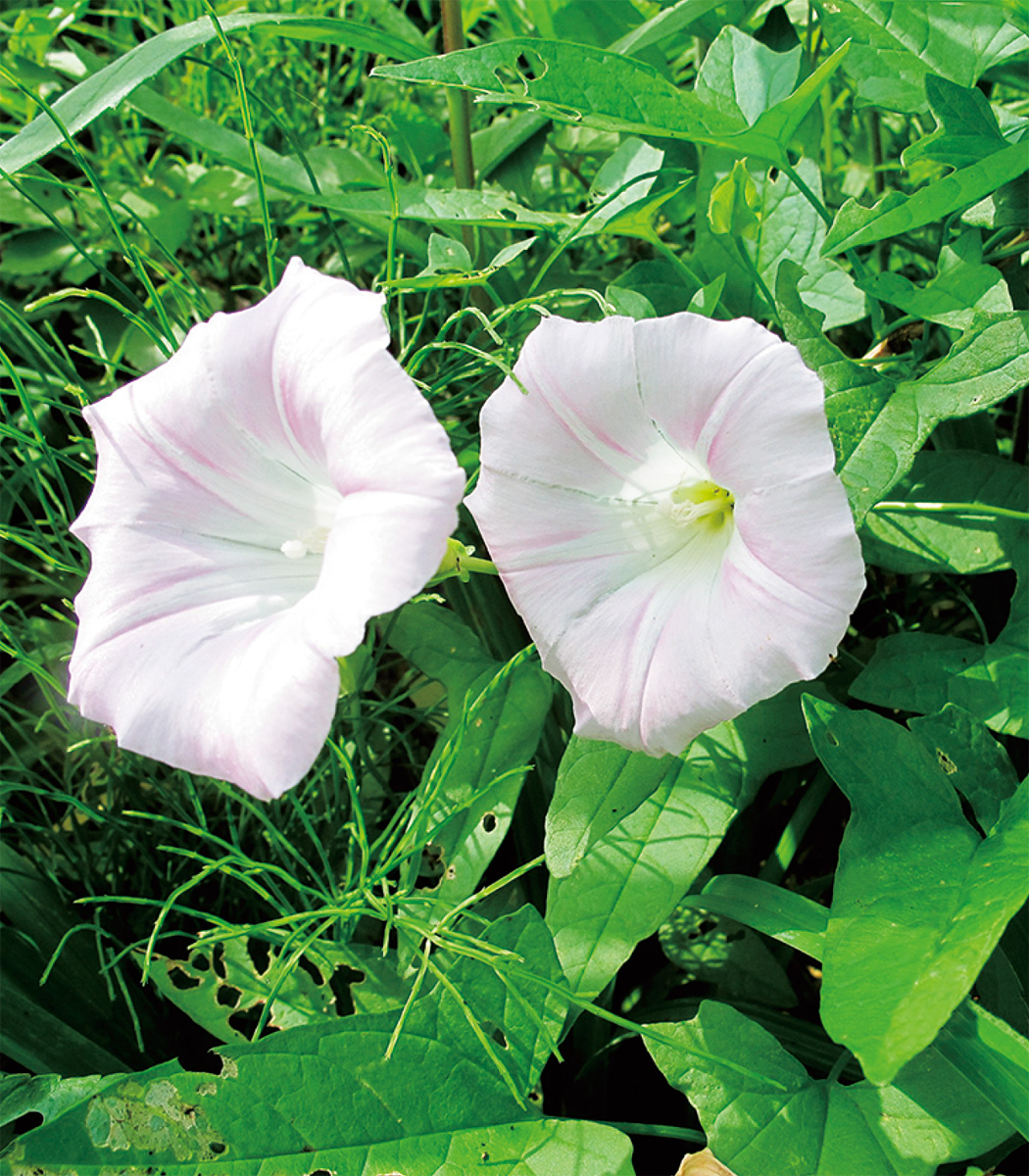 海老名の生き物がかり㉑