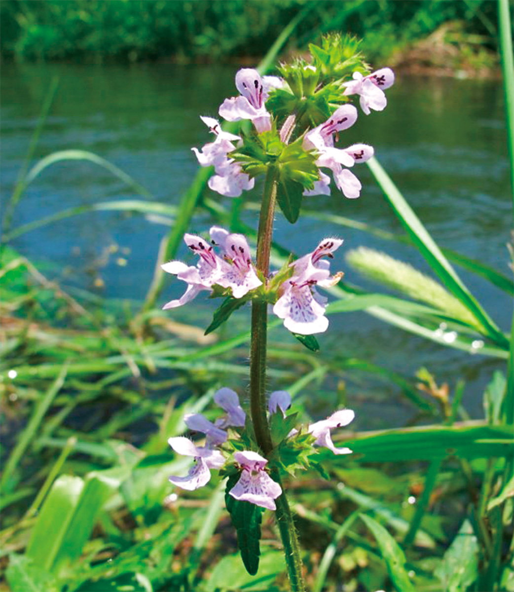 海老名の生き物がかり㉒