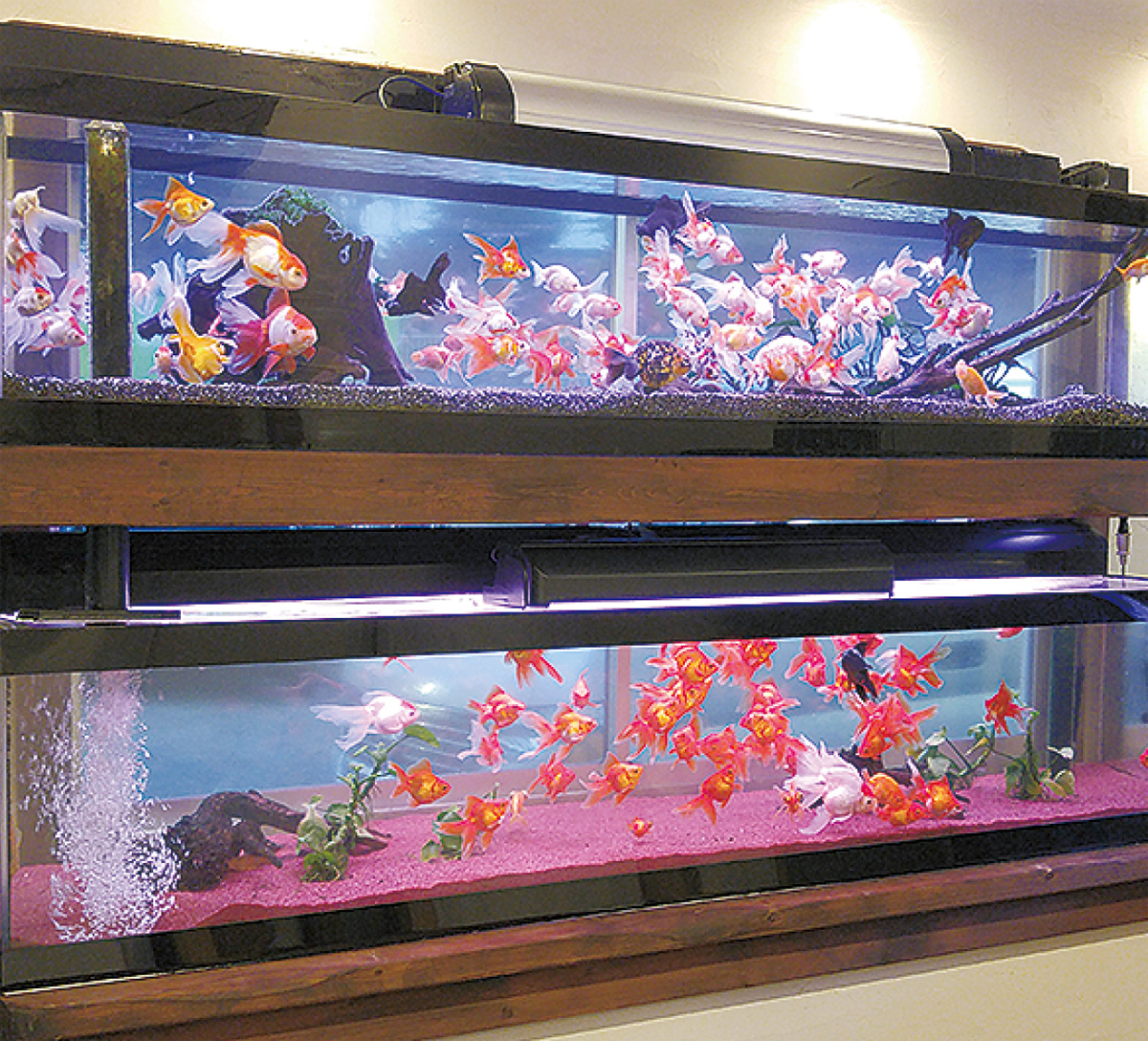 大谷 杉久保 国分寺台の方へ 廃車でも税金還付 出張査定もあります 中古車探偵アドバンス 海老名 座間 綾瀬 タウンニュース