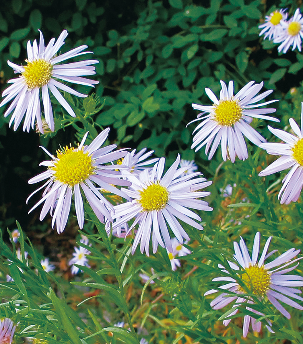 海老名の生き物がかり㉔