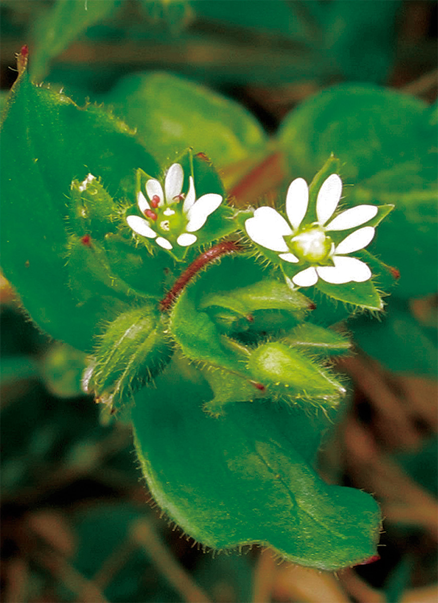 海老名の生き物がかり㉕