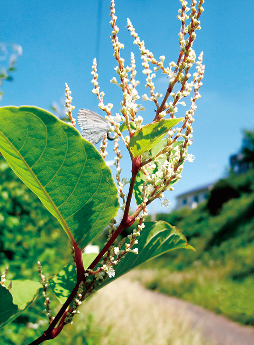 海老名の生き物がかり㉖