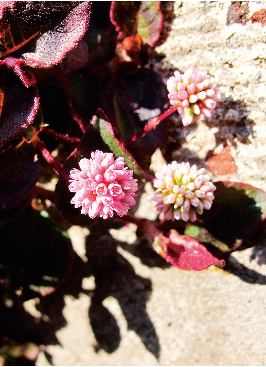 海老名の生き物がかり㉗