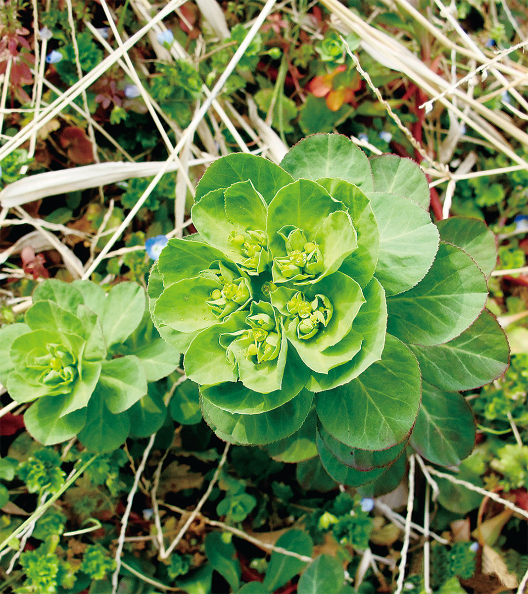 海老名の生き物がかり㉘