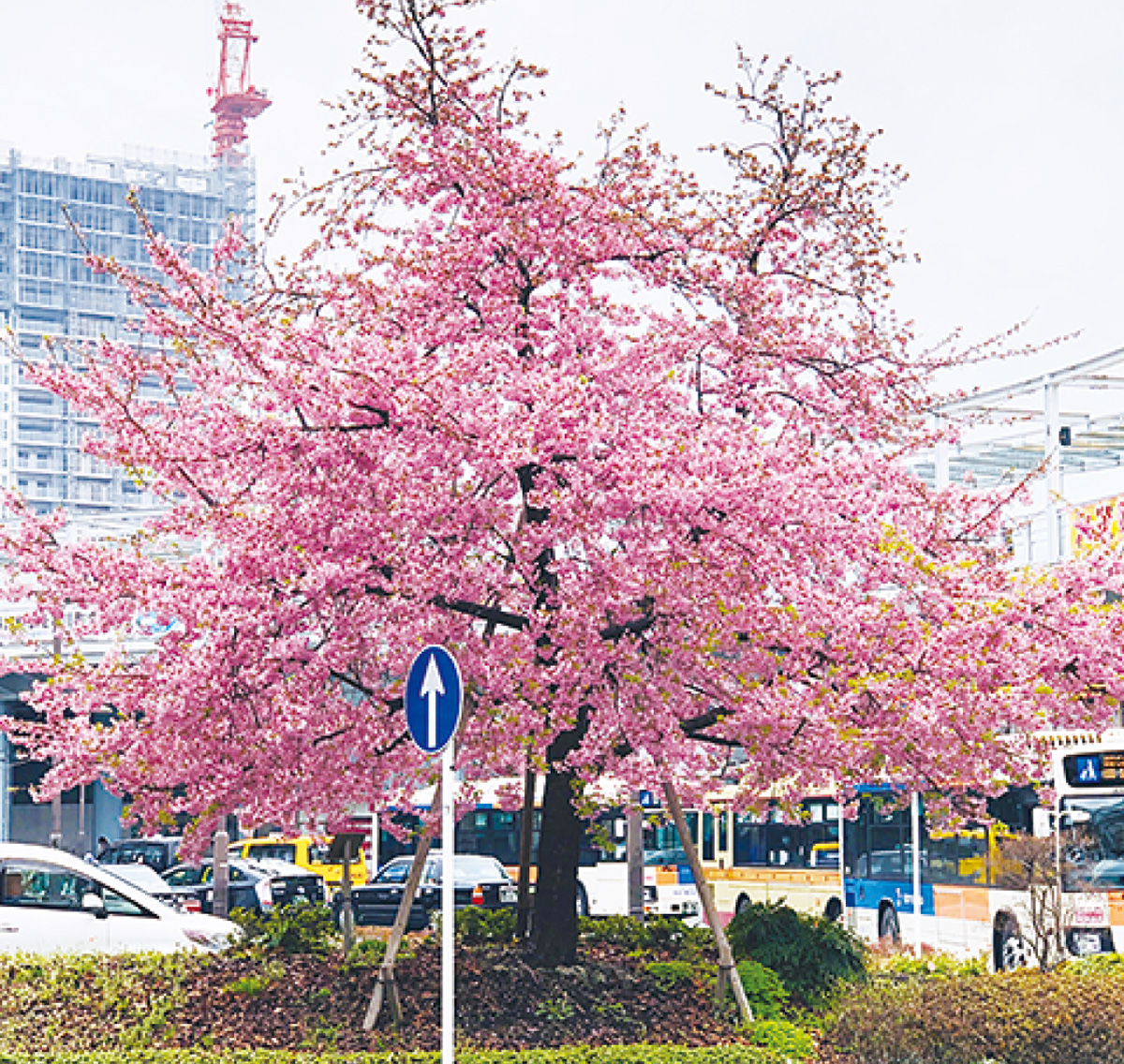 海老名駅前の河津桜・３月６日撮影