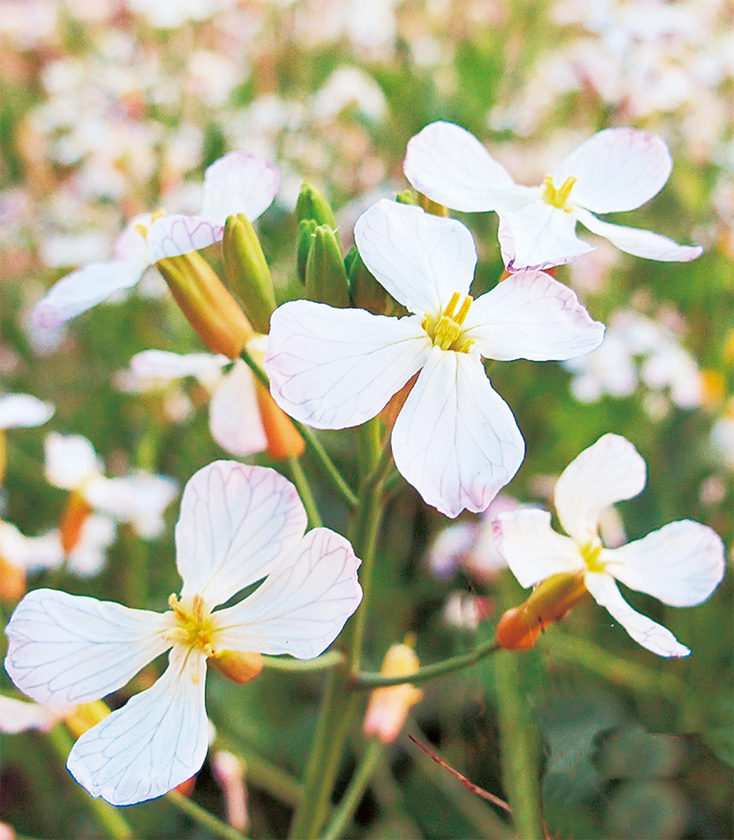 海老名の生き物がかり㉚