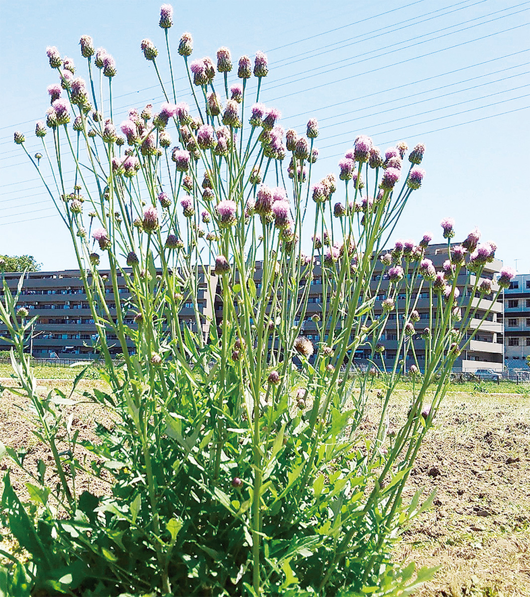 海老名の生き物がかり㉛