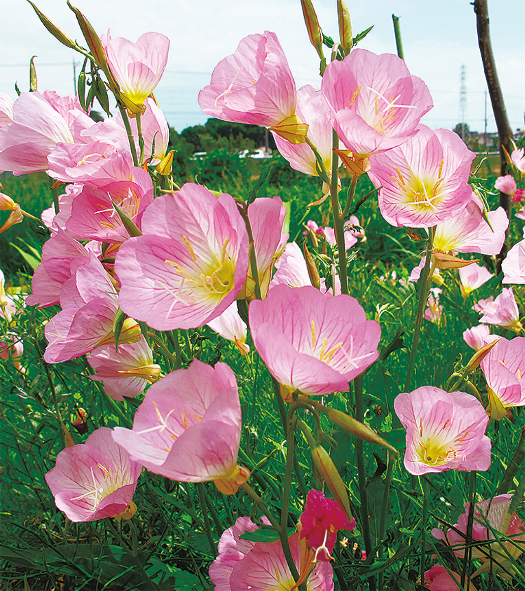 海老名の生き物がかり㉜
