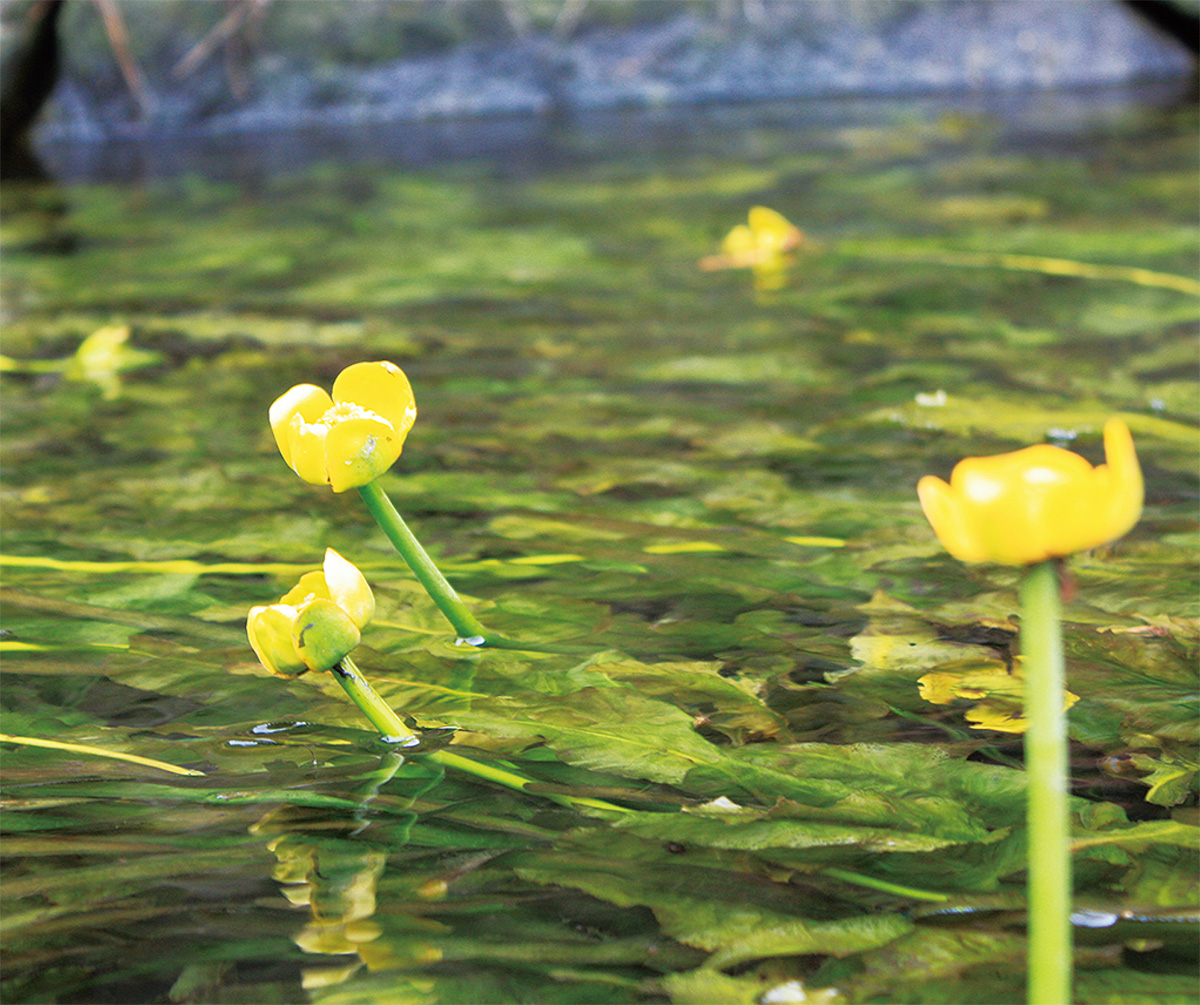 絶滅危惧種 コウホネが開花 ９月ごろまで楽しめる 海老名 座間 綾瀬 タウンニュース