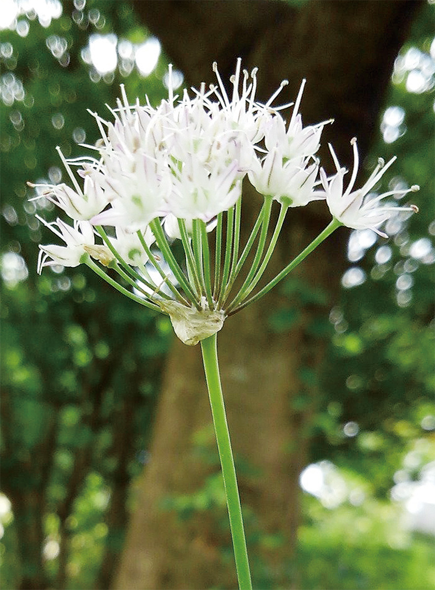 海老名の生き物がかり ノビル 海老名 座間 綾瀬 タウンニュース