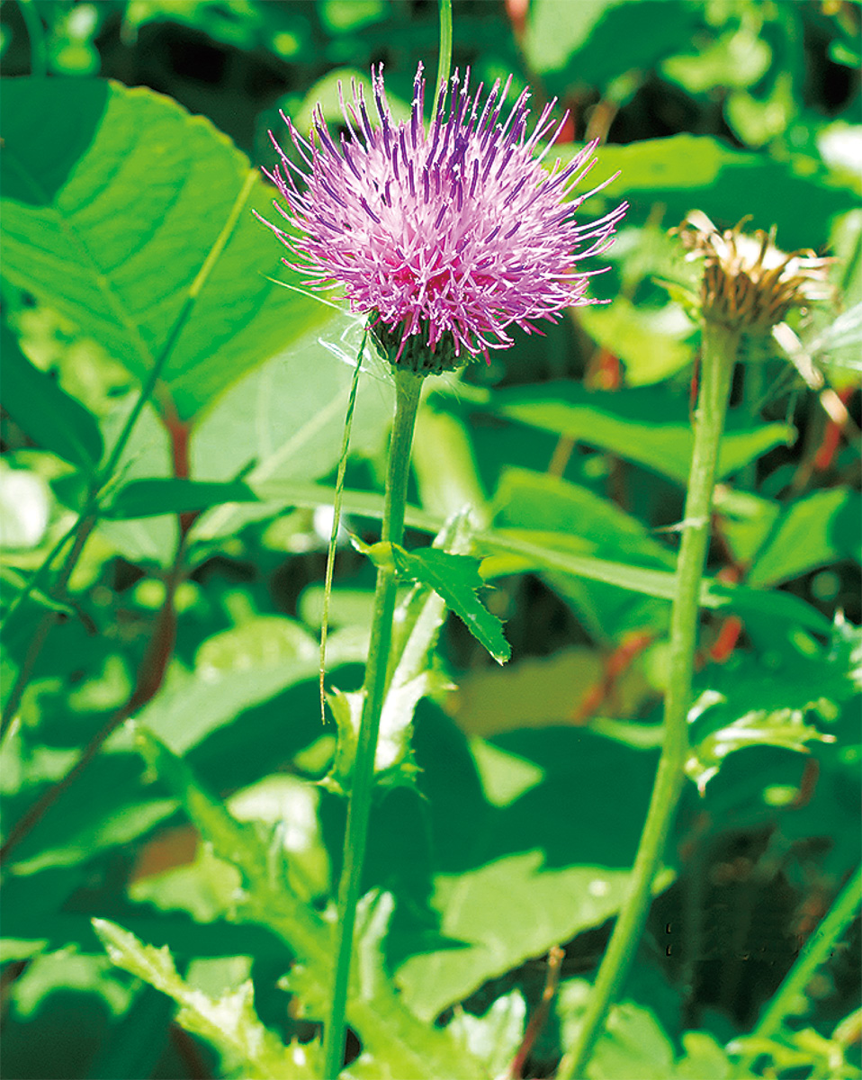 海老名の生き物がかり㉟