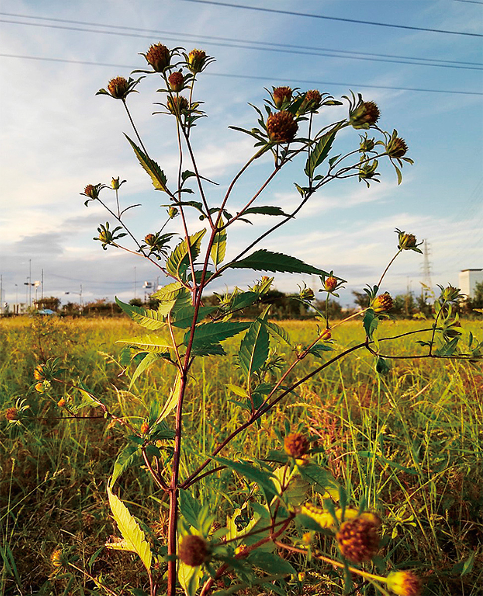 海老名の生き物がかり37