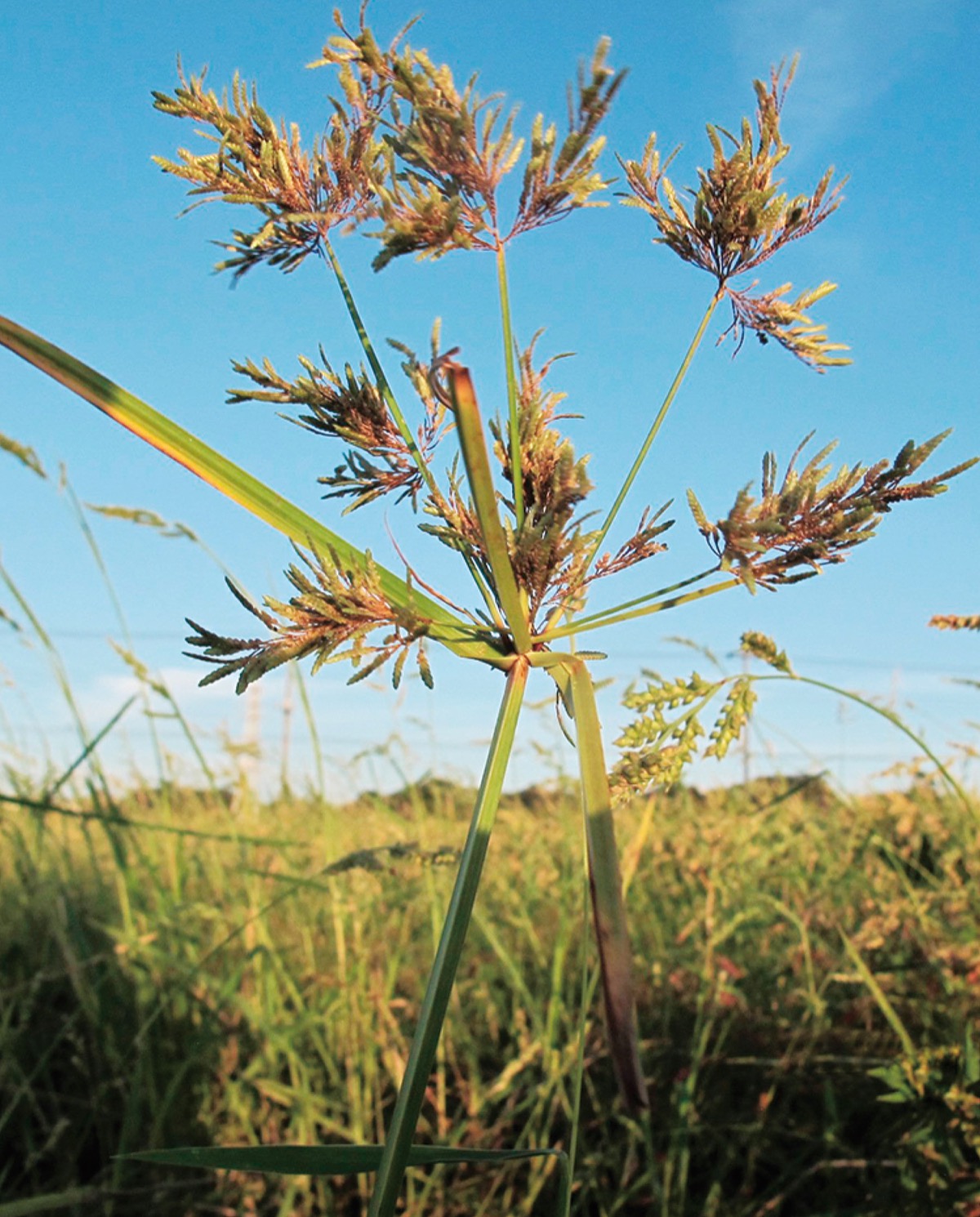 海老名の生き物がかり38