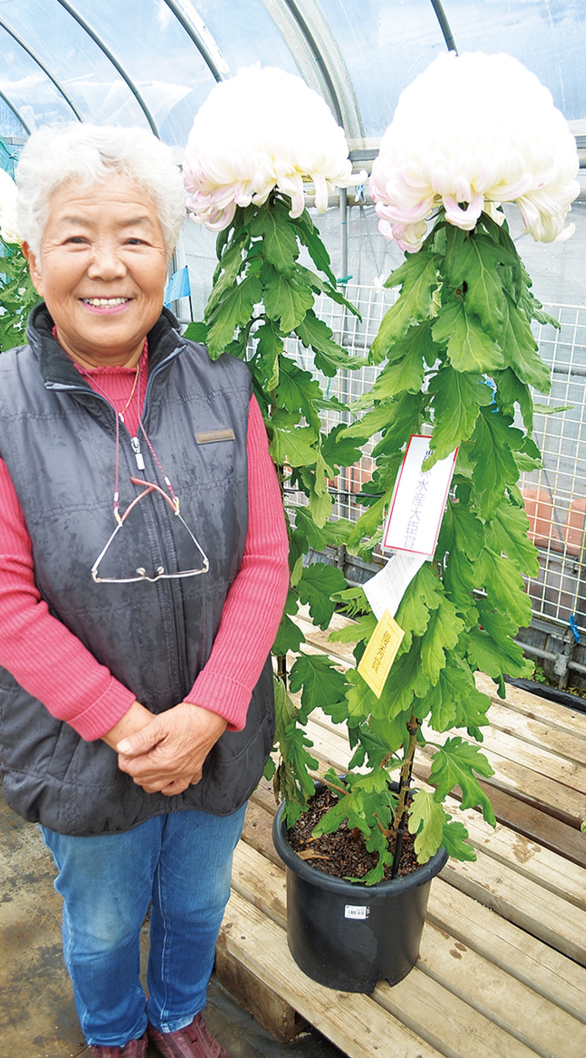 小峰さんが農林水産大臣賞 県菊花展で初の栄冠 | 海老名・座間・綾瀬
