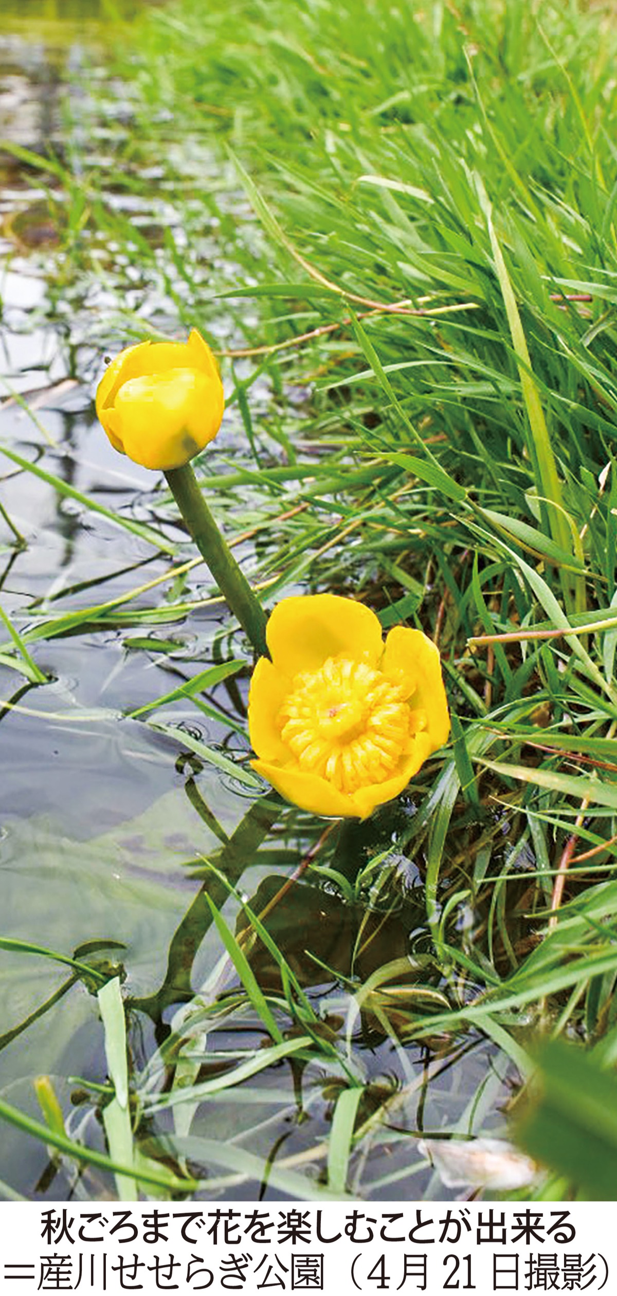 コウホネが開花 県の絶滅危惧種 海老名 座間 綾瀬 タウンニュース