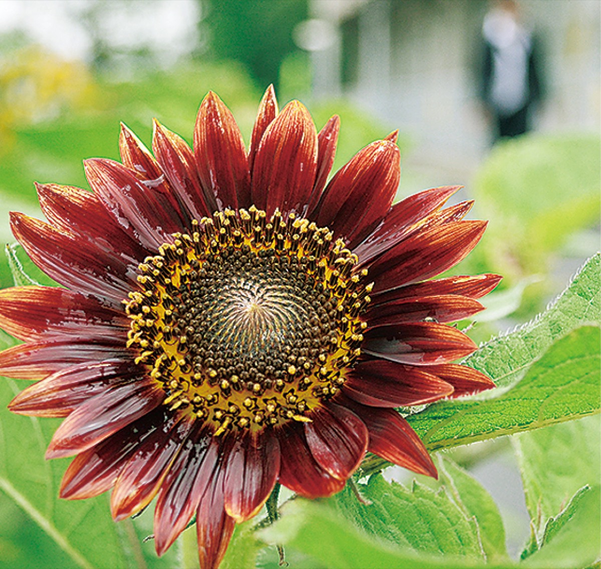 【ひまわり さま】vintage ornament ❀ かわいい 赤いおうち 赤いヒマワリ さがみ野で見頃 | 海老名・座間・綾瀬 | タウンニュース
