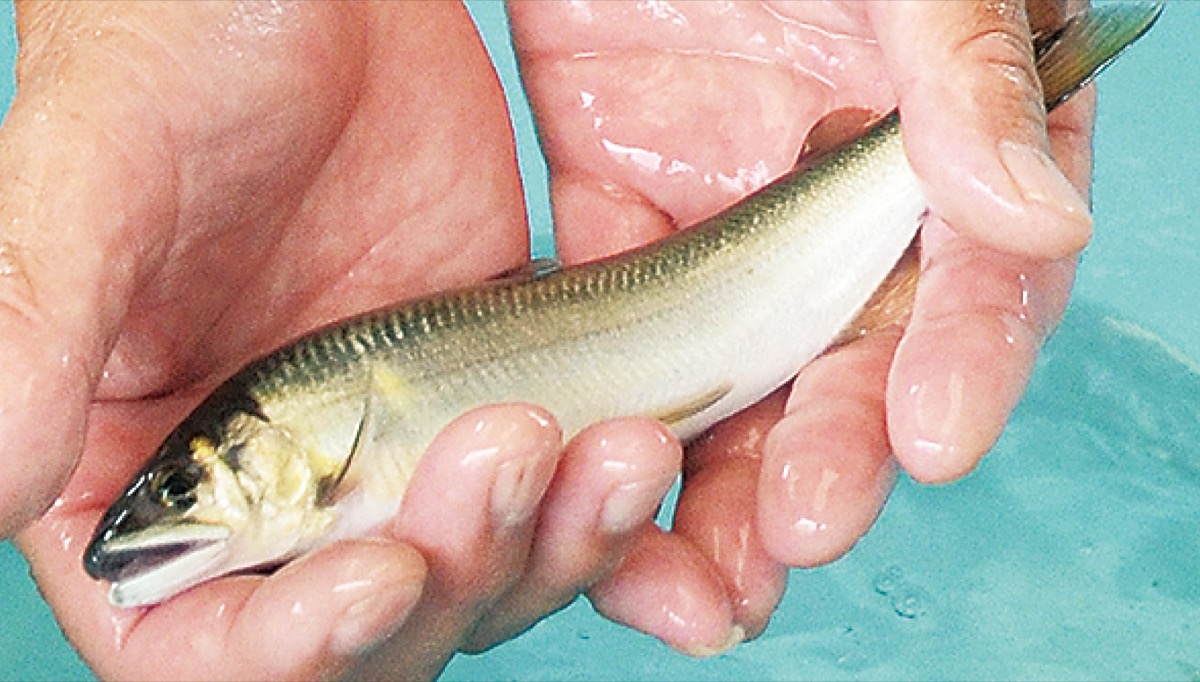 「自慢のアユ食べて」