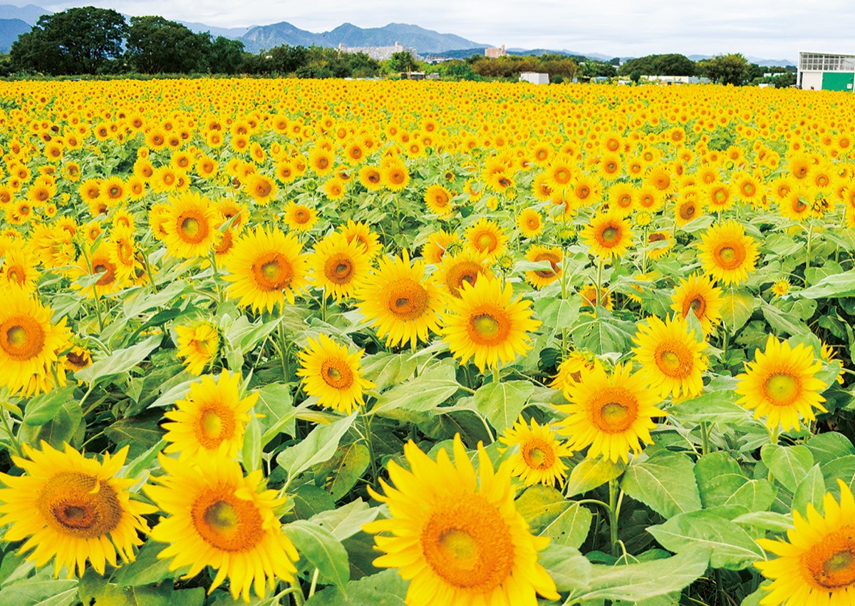 海外輸入 ひまわり畑