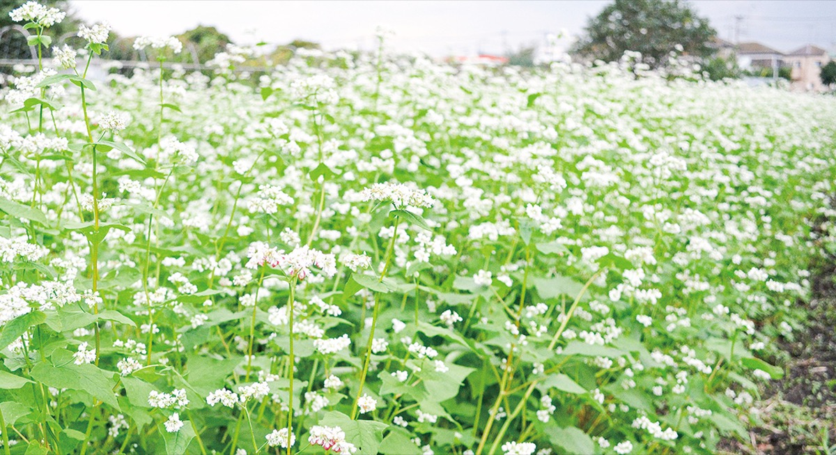 純白ソバの花