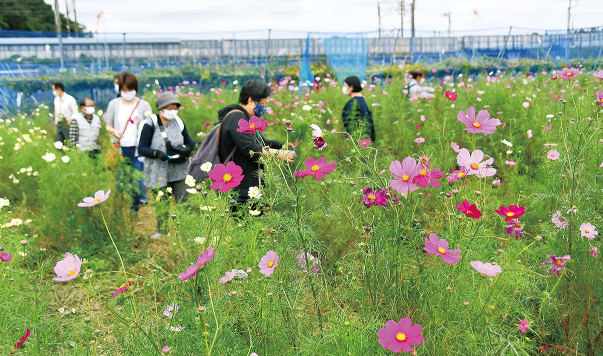 コスモス今年も 海老名 座間 綾瀬 タウンニュース