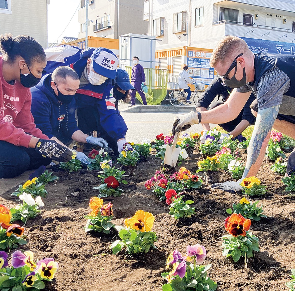 パンジーを植えるボランティア