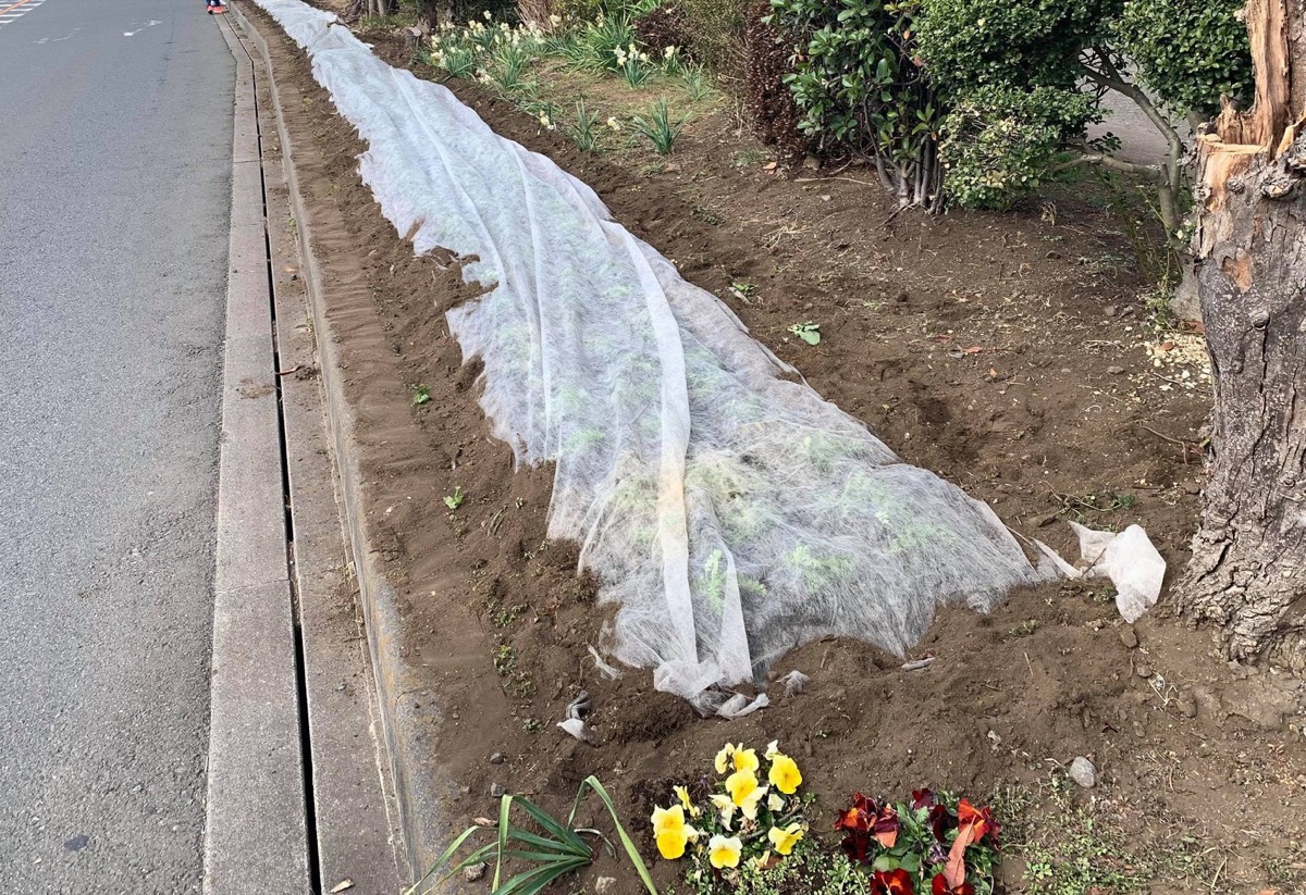 寒さ対策のシートがかけられた緑地帯