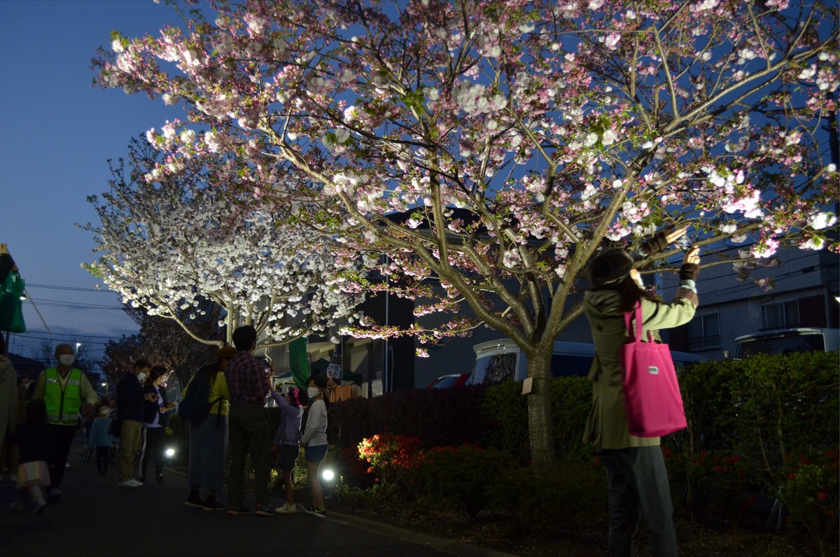 さくら百華の道で夜桜ライトアップ