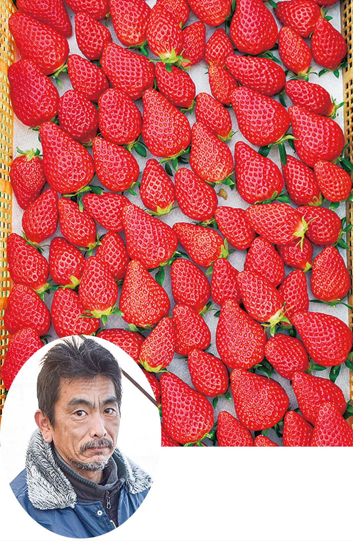 県いちご品評会 新品種で農水省局長賞 中河内の橋本順一さん | 海老名