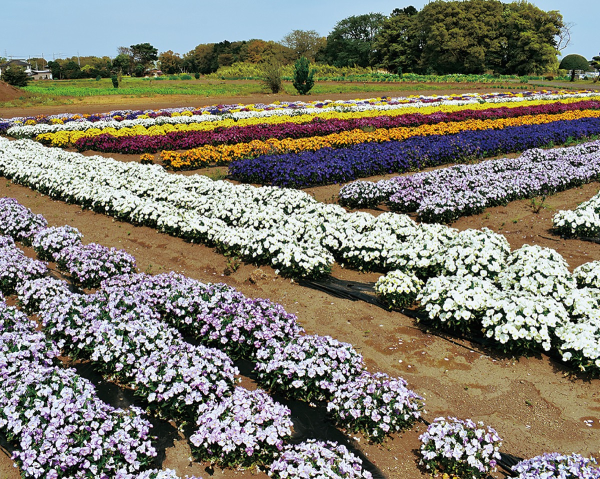 ビオラ 色鮮やかに ５月初旬まで見ごろ 海老名 座間 綾瀬 タウンニュース