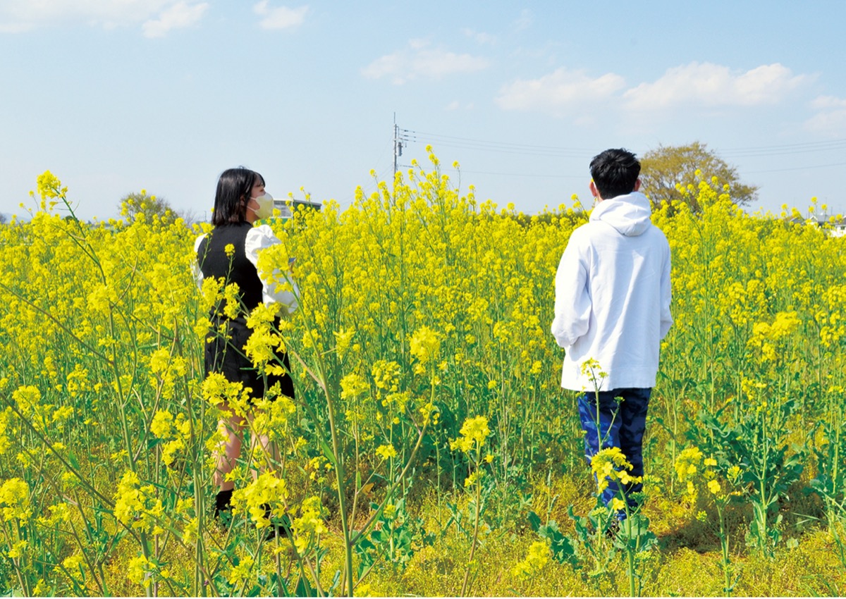 菜の花 4月🌼 #菜の花