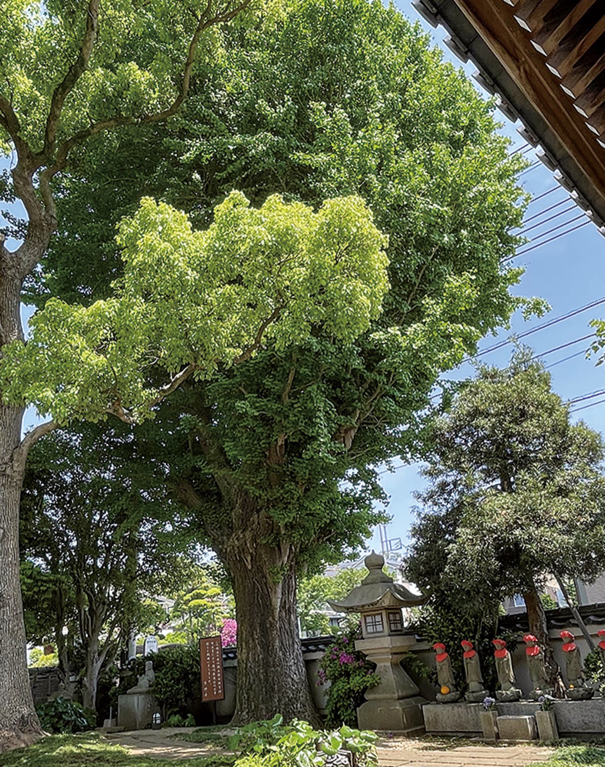 山門右手にある家康が手植えしたイチョウ