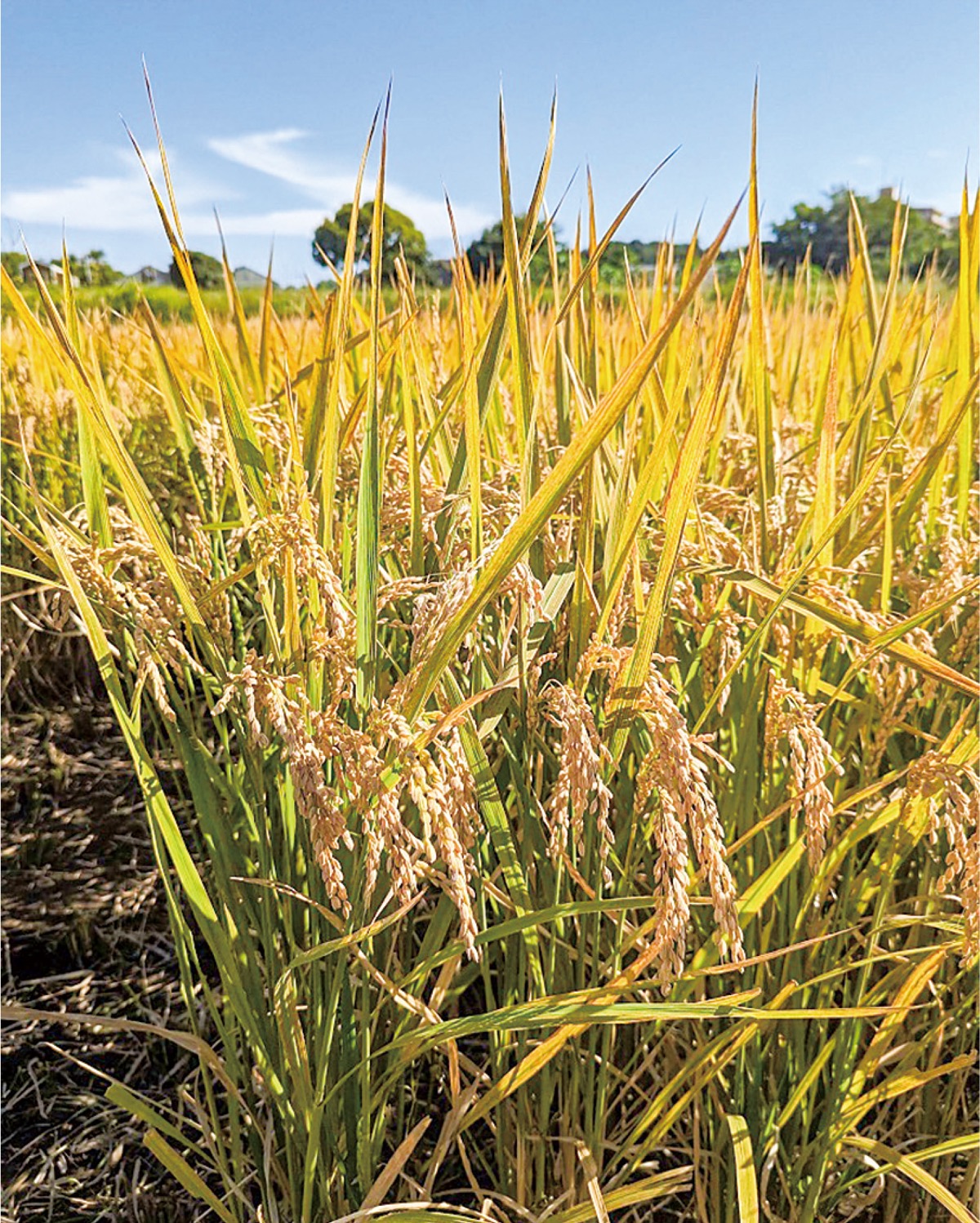 飼料用米に独自補助