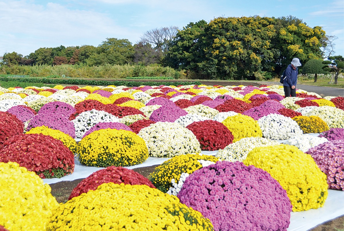 見ごろを迎えたざる菊=11月13日撮影