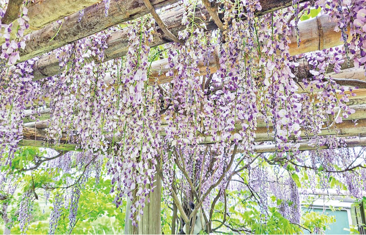 春風に揺れる藤の花 (写真1)