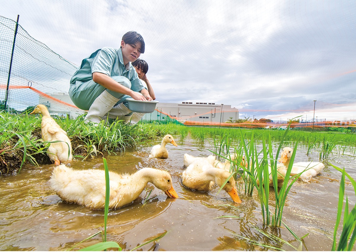 賑やかに育つ｢アヒル米｣