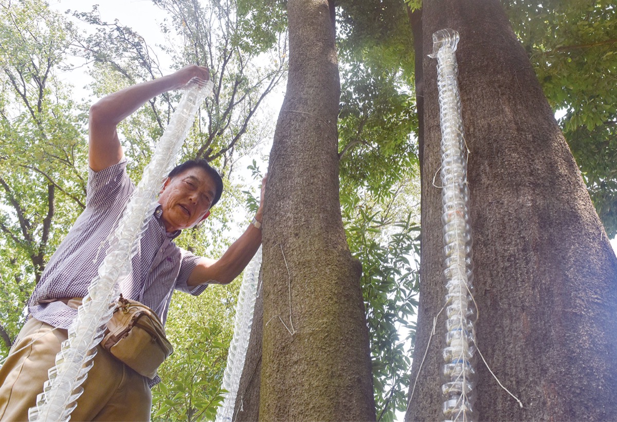 ナラ枯れ、大幅減