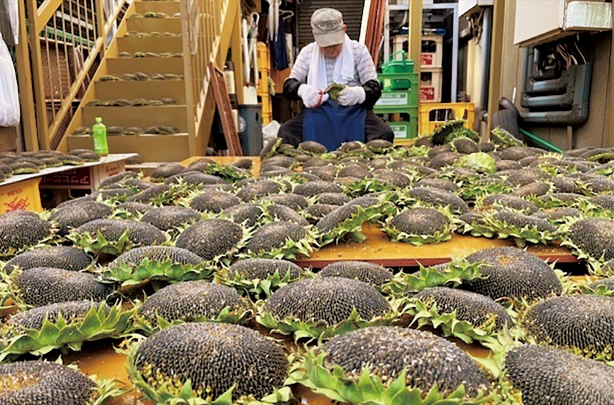 ひまわり焼酎復活へ