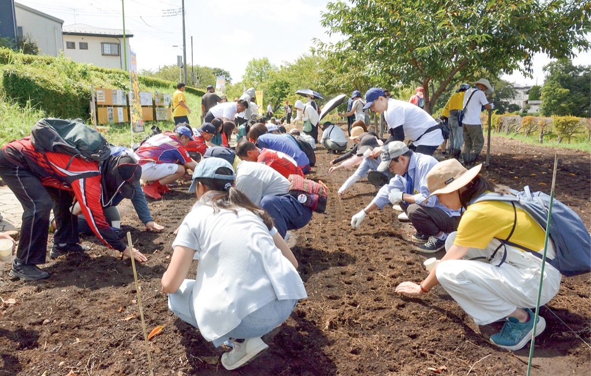 11月にヒマワリ咲かす